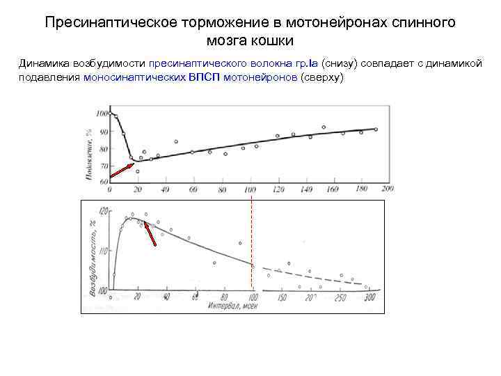 Пресинаптическое торможение в мотонейронах спинного мозга кошки Динамика возбудимости пресинаптического волокна гр. Iа (снизу)