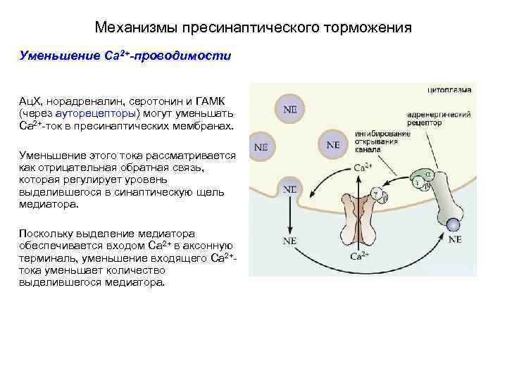Механизм развития торможения. Пресинаптическое торможение физиология. Пресинаптическое торможение медиаторы. Механизм пресинаптического торможения. Постсинаптическое торможение ГАМК.