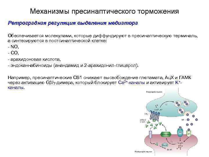 Механизмы пресинаптического торможения Ретроградная регуляция выделения медиатора Обеспечивается молекулами, которые диффундируют в пресинаптическую терминаль,