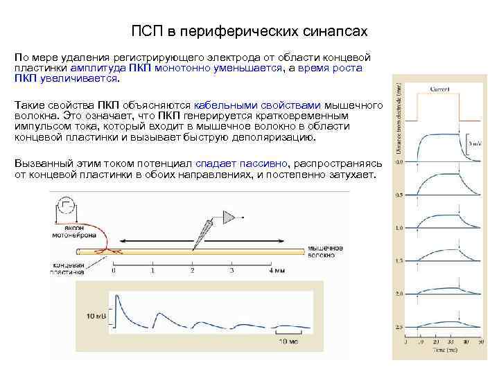 ПСП в периферических синапсах По мере удаления регистрирующего электрода от области концевой пластинки амплитуда