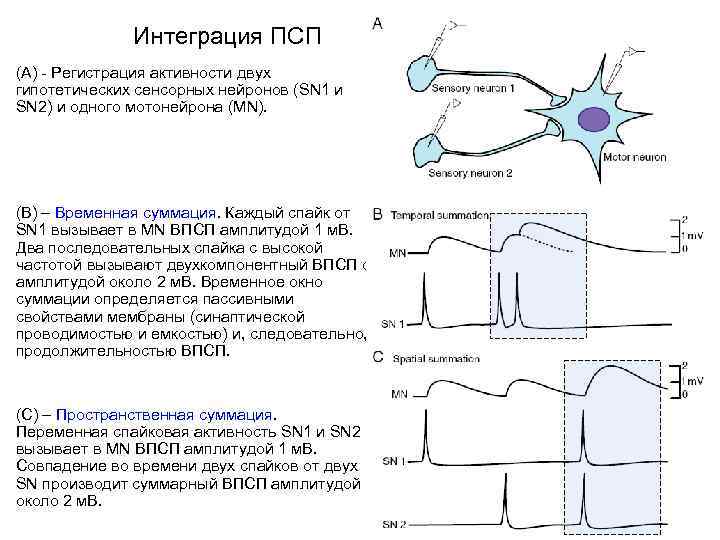 Интеграция ПСП (А) - Регистрация активности двух гипотетических сенсорных нейронов (SN 1 и SN