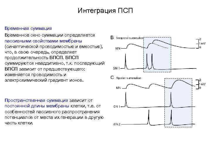 Интеграция ПСП Временная суммация Временное окно суммации определяется пассивными свойствами мембраны (синаптической проводимостью и