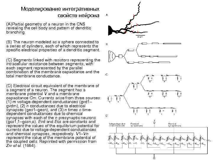 Моделирование интегративных свойств нейрона (A)Partial geometry of a neuron in the CNS revealing the