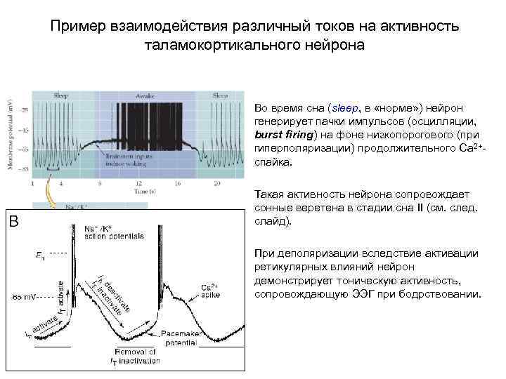 Пример взаимодействия различный токов на активность таламокортикального нейрона Во время сна (sleep, в «норме»