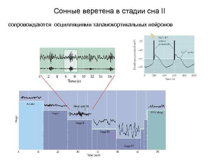 Сонные веретена в стадии сна II сопровождаются осцилляциями таламокортикальных нейронов 