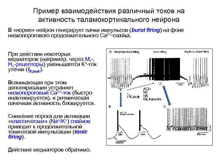 Пример взаимодействия различный токов на активность таламокортикального нейрона В «норме» нейрон генерирует пачки импульсов