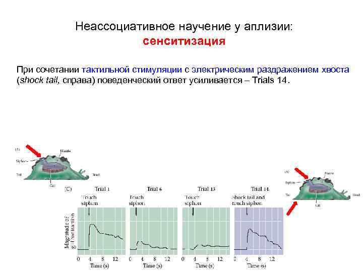 Неассоциативное научение у аплизии: сенситизация При сочетании тактильной стимуляции с электрическим раздражением хвоста (shock