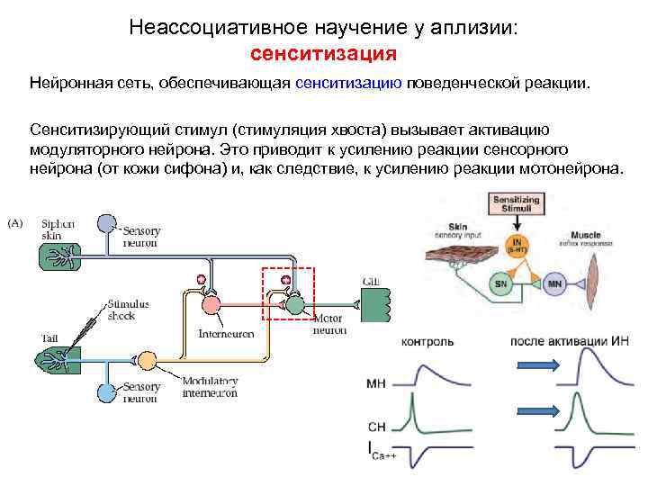 Неассоциативное научение у аплизии: сенситизация Нейронная сеть, обеспечивающая сенситизацию поведенческой реакции. Сенситизирующий стимул (стимуляция