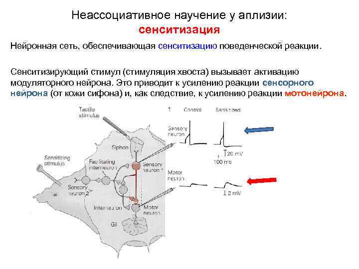 Неассоциативное научение у аплизии: сенситизация Нейронная сеть, обеспечивающая сенситизацию поведенческой реакции. Сенситизирующий стимул (стимуляция