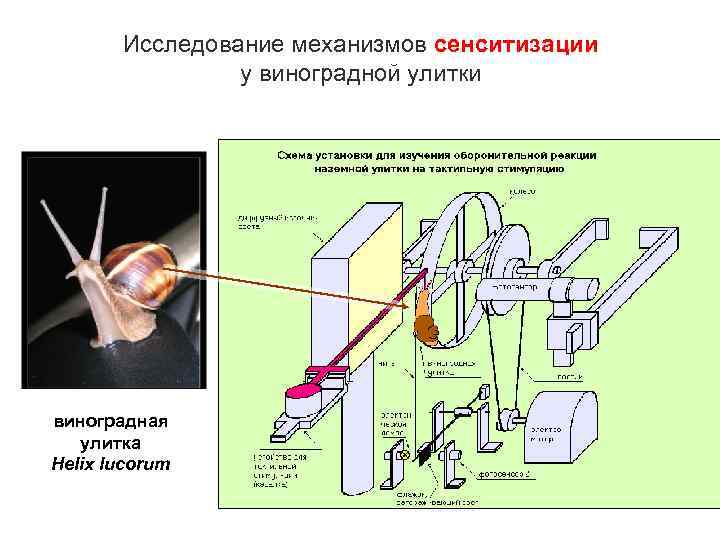 Исследование механизмов сенситизации у виноградной улитки виноградная улитка Helix lucorum 