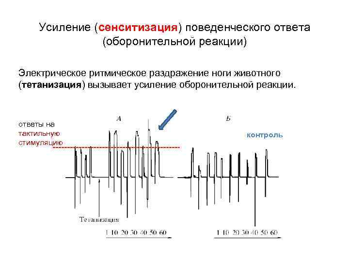 Усиление (сенситизация) поведенческого ответа (оборонительной реакции) Электрическое ритмическое раздражение ноги животного (тетанизация) вызывает усиление