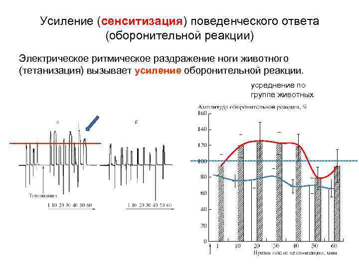 Усиление (сенситизация) поведенческого ответа (оборонительной реакции) Электрическое ритмическое раздражение ноги животного (тетанизация) вызывает усиление