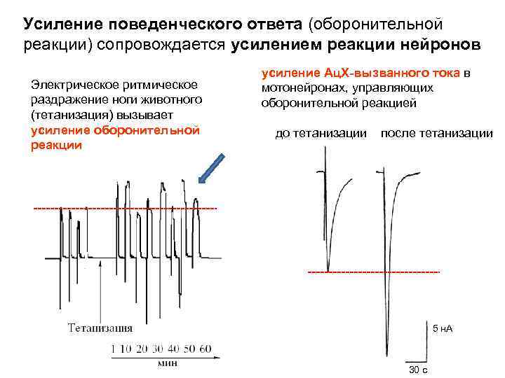 Усиление поведенческого ответа (оборонительной реакции) сопровождается усилением реакции нейронов Электрическое ритмическое раздражение ноги животного