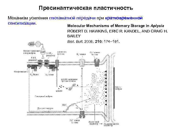 Пресинаптическая пластичность Механизм усиления глютаматной передачи при кратковременной сенситизации. Molecular Mechanisms of Memory Storage