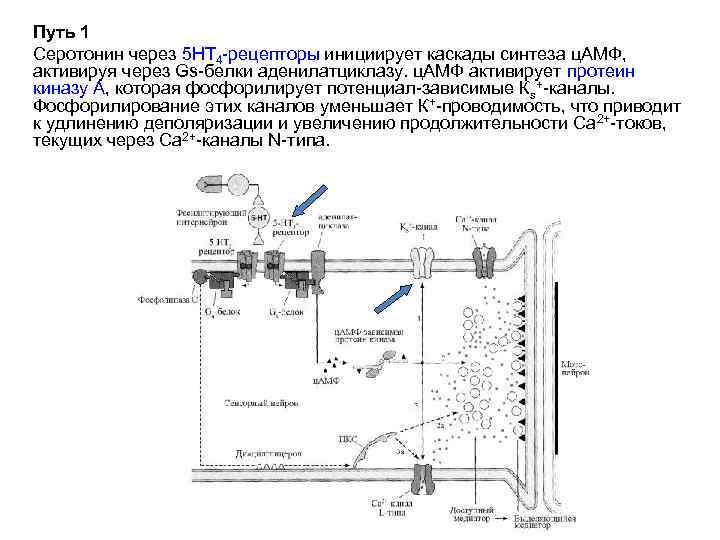 Путь 1 Серотонин через 5 НТ 4 -рецепторы инициирует каскады синтеза ц. АМФ, активируя