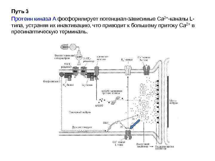 Путь 3 Протеин киназа А фосфорилирует потенциал-зависимые Са 2+-каналы Lтипа, устраняя их инактивацию, что