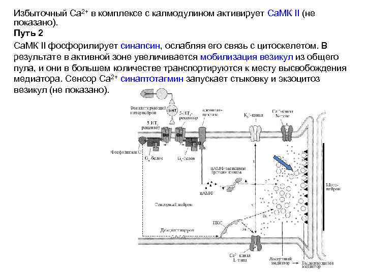 Избыточный Са 2+ в комплексе с калмодулином активирует Са. МК II (не показано). Путь
