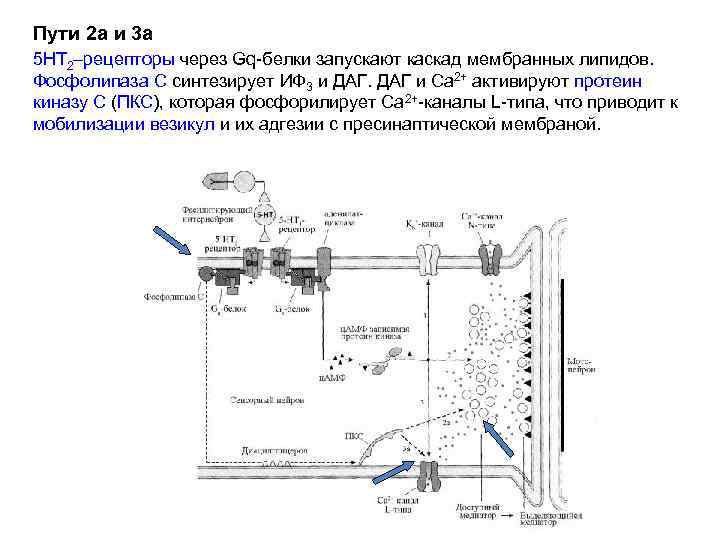 Пути 2 а и 3 а 5 НТ 2–рецепторы через Gq-белки запускают каскад мембранных