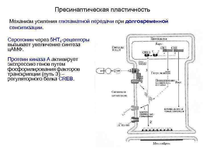 Пресинаптическая пластичность Механизм усиления глютаматной передачи при долговременной сенситизации. Серотонин через 5 НТ 4