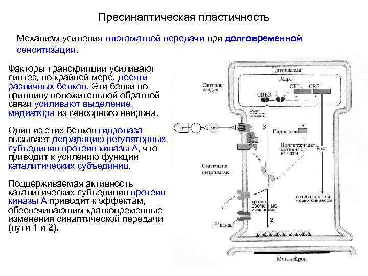 Пресинаптическая пластичность Механизм усиления глютаматной передачи при долговременной сенситизации. Факторы транскрипции усиливают синтез, по