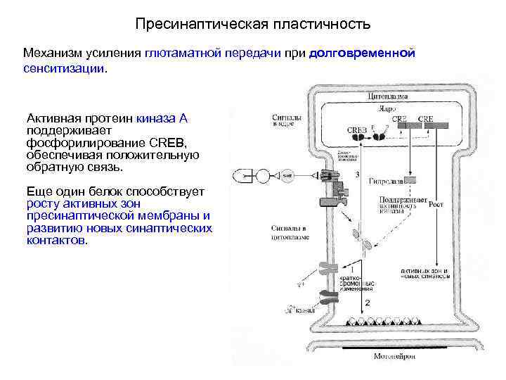 Пресинаптическая пластичность Механизм усиления глютаматной передачи при долговременной сенситизации. Активная протеин киназа А поддерживает