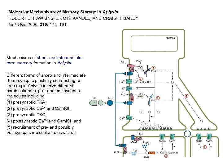 Molecular Mechanisms of Memory Storage in Aplysia ROBERT D. HAWKINS, ERIC R. KANDEL, AND