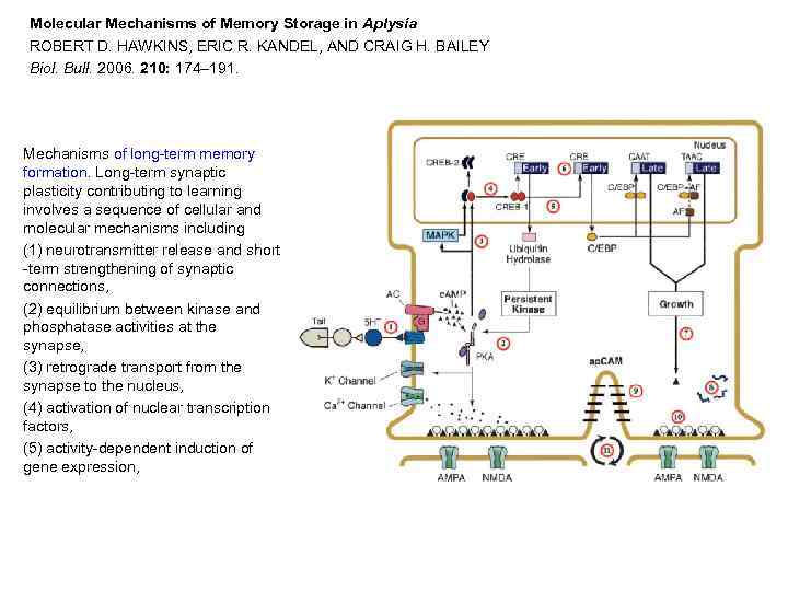 Molecular Mechanisms of Memory Storage in Aplysia ROBERT D. HAWKINS, ERIC R. KANDEL, AND