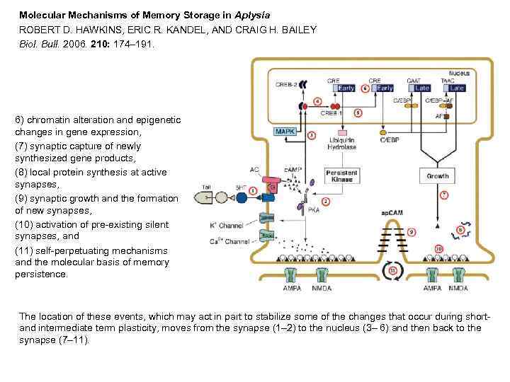Molecular Mechanisms of Memory Storage in Aplysia ROBERT D. HAWKINS, ERIC R. KANDEL, AND
