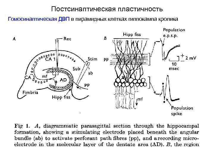 Постсинаптическая пластичность Гомосинаптическая ДВП в пирамидных клетках гиппокампа кролика 