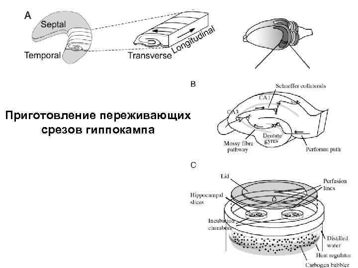 Приготовление переживающих срезов гиппокампа 
