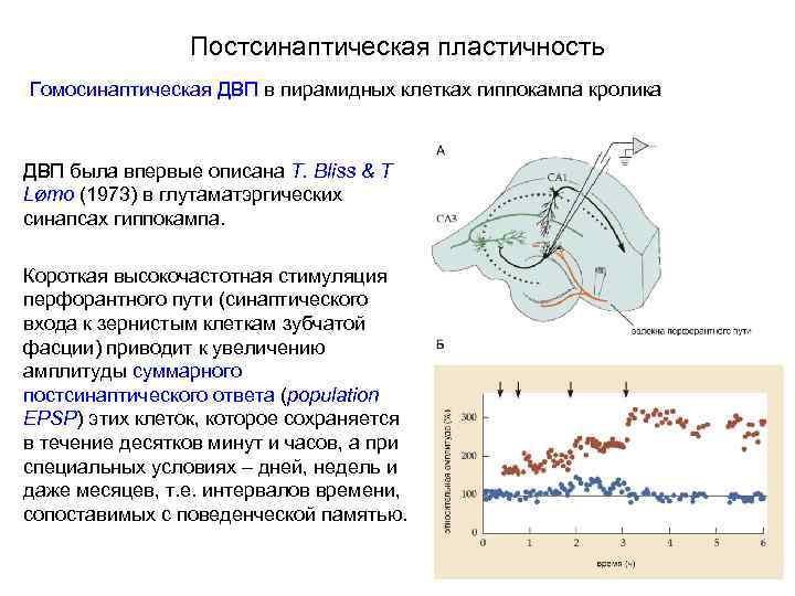 Постсинаптическая пластичность Гомосинаптическая ДВП в пирамидных клетках гиппокампа кролика ДВП была впервые описана T.