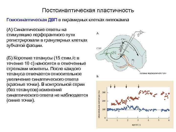 Постсинаптическая пластичность Гомосинаптическая ДВП в пирамидных клетках гиппокампа (А) Синаптические ответы на стимуляцию перфорантного