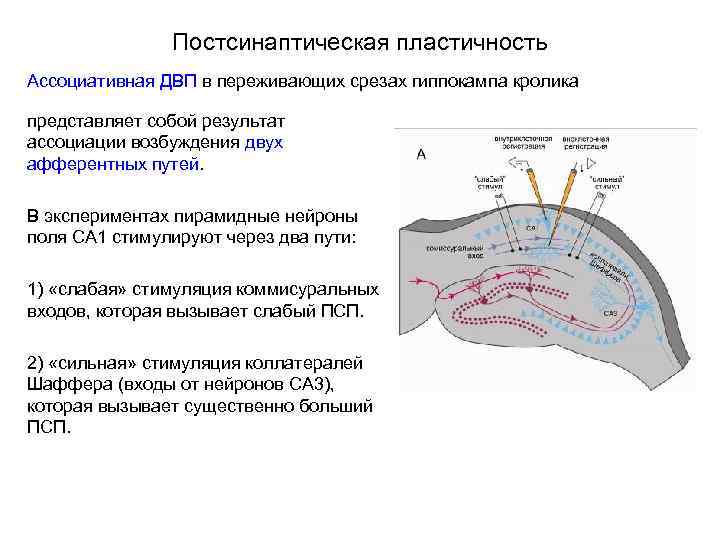 Постсинаптическая пластичность Ассоциативная ДВП в переживающих срезах гиппокампа кролика представляет собой результат ассоциации возбуждения