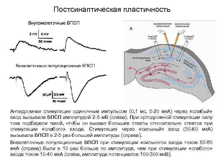 Постсинаптическая пластичность Антидромная стимуляция одиночным импульсом (0, 1 мс, 5 -20 мк. А) через