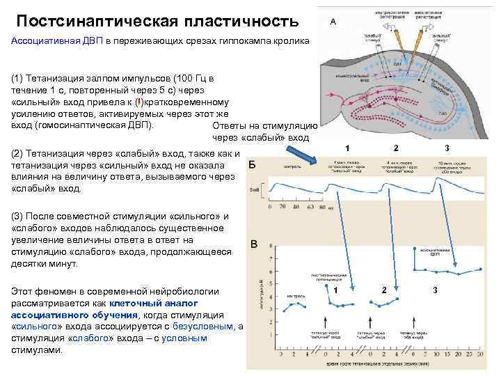 Постсинаптическая пластичность Ассоциативная ДВП в переживающих срезах гиппокампа кролика (1) Тетанизация залпом импульсов (100