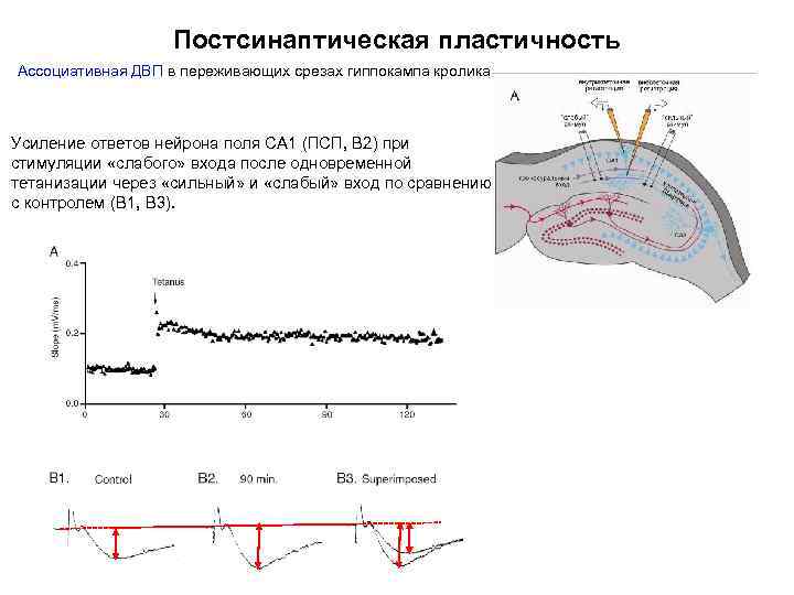 Постсинаптическая пластичность Ассоциативная ДВП в переживающих срезах гиппокампа кролика Усиление ответов нейрона поля СА