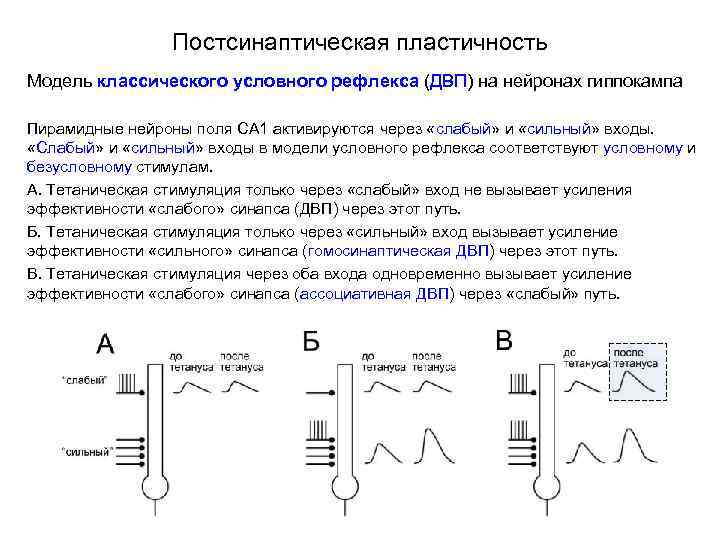 Постсинаптическая пластичность Модель классического условного рефлекса (ДВП) на нейронах гиппокампа Пирамидные нейроны поля СА