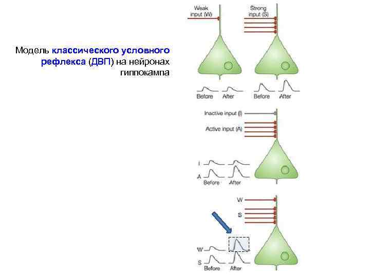 Модель классического условного рефлекса (ДВП) на нейронах гиппокампа 