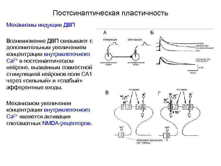 Постсинаптическая пластичность Механизмы индукции ДВП Возникновение ДВП связывают с дополнительным увеличением концентрации внутриклеточного Са