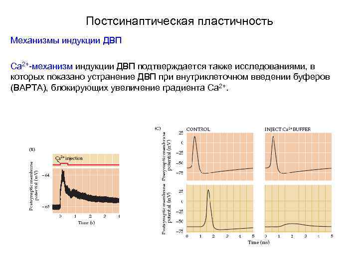 Постсинаптическая пластичность Механизмы индукции ДВП Са 2+-механизм индукции ДВП подтверждается также исследованиями, в которых