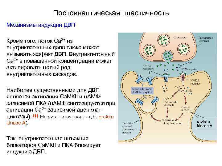Постсинаптическая пластичность Механизмы индукции ДВП Кроме того, поток Са 2+ из внутриклеточных депо также