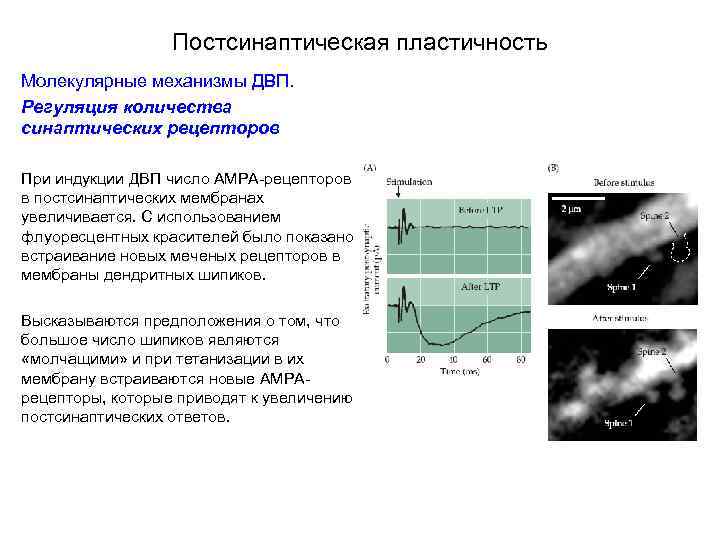 Постсинаптическая пластичность Молекулярные механизмы ДВП. Регуляция количества синаптических рецепторов При индукции ДВП число АМРА-рецепторов