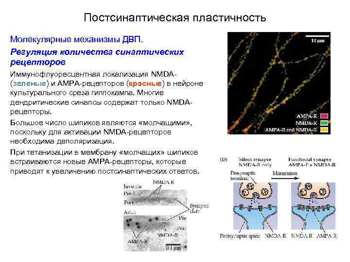 Постсинаптическая пластичность Молекулярные механизмы ДВП. Регуляция количества синаптических рецепторов Иммунофлуоресцентная локализация NMDA(зеленые) и AMPA-рецепторов