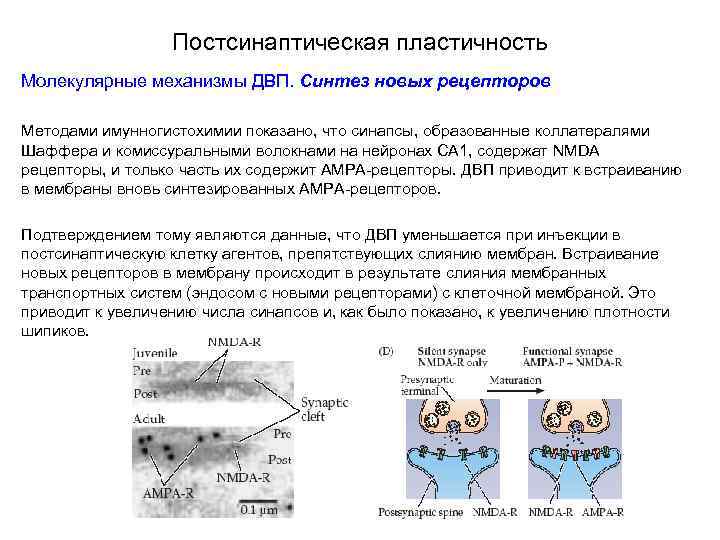 Постсинаптическая пластичность Молекулярные механизмы ДВП. Синтез новых рецепторов Методами имунногистохимии показано, что синапсы, образованные