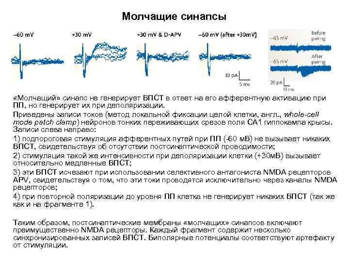 Молчащие синапсы «Молчащий» синапс не генерирует ВПСТ в ответ на его афферентную активацию при