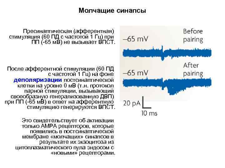 Молчащие синапсы Пресинаптическая (афферентная) стимуляция (60 ПД с частотой 1 Гц) при ПП (-65