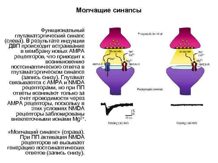 Молчащие синапсы Функциональный глутаматэргический синапс (слева). В результате индукции ДВП происходит встраивание в мембрану