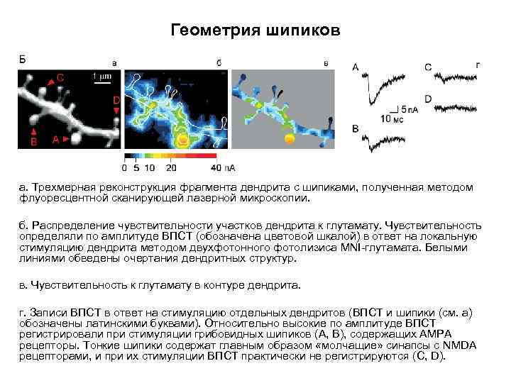 Геометрия шипиков а. Трехмерная реконструкция фрагмента дендрита с шипиками, полученная методом флуоресцентной сканирующей лазерной