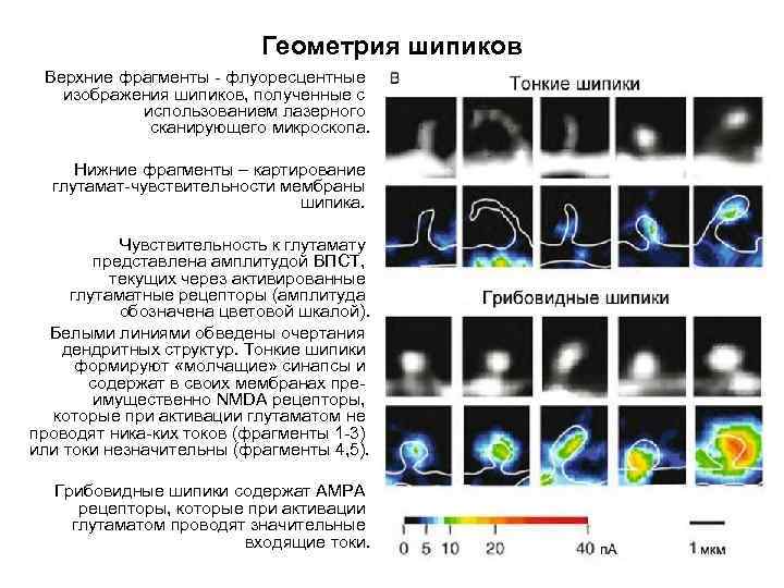 Геометрия шипиков Верхние фрагменты - флуоресцентные изображения шипиков, полученные с использованием лазерного сканирующего микроскопа.