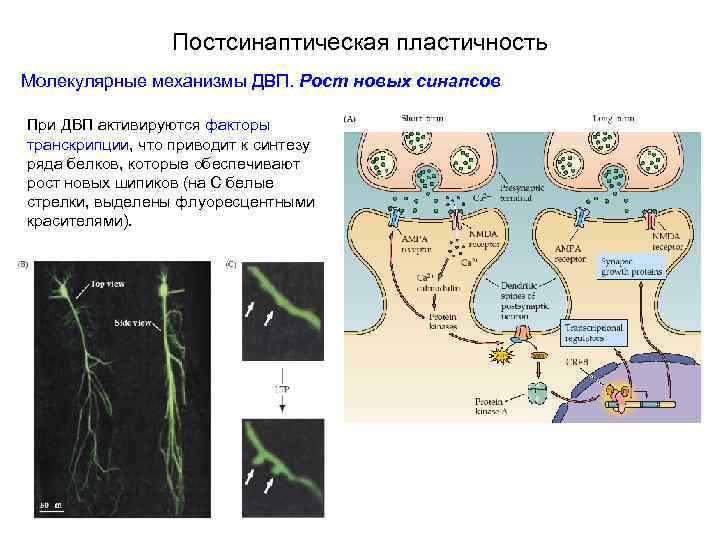 Постсинаптическая пластичность Молекулярные механизмы ДВП. Рост новых синапсов При ДВП активируются факторы транскрипции, что